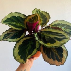 Calathea Peacock 💚
